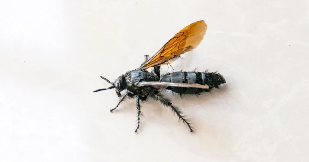 spider wasp