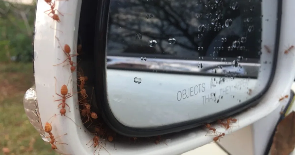 ants in my car