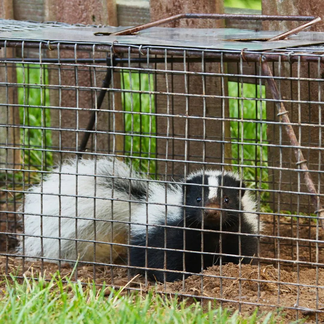 Skunks Trapping