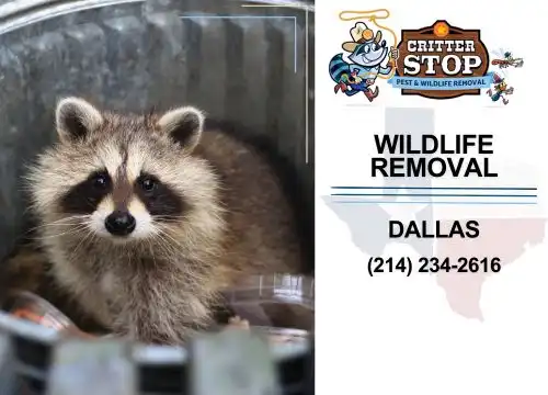 dallas wildlife removal