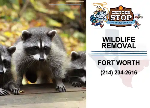 wildlife removal fort worth