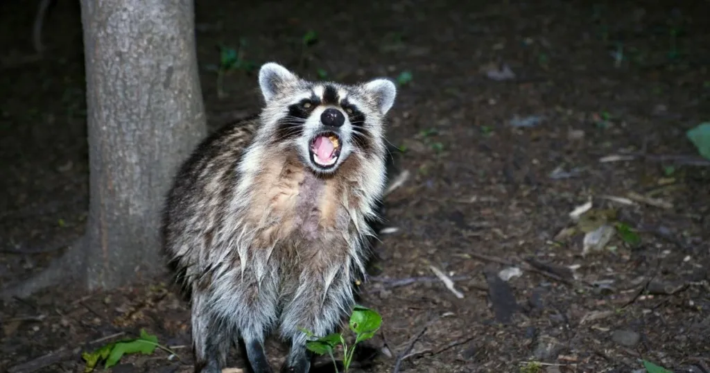 raccoon nocturnal behavior 