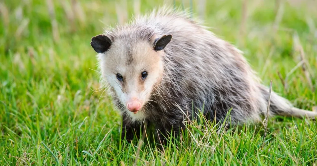 takuache animal
