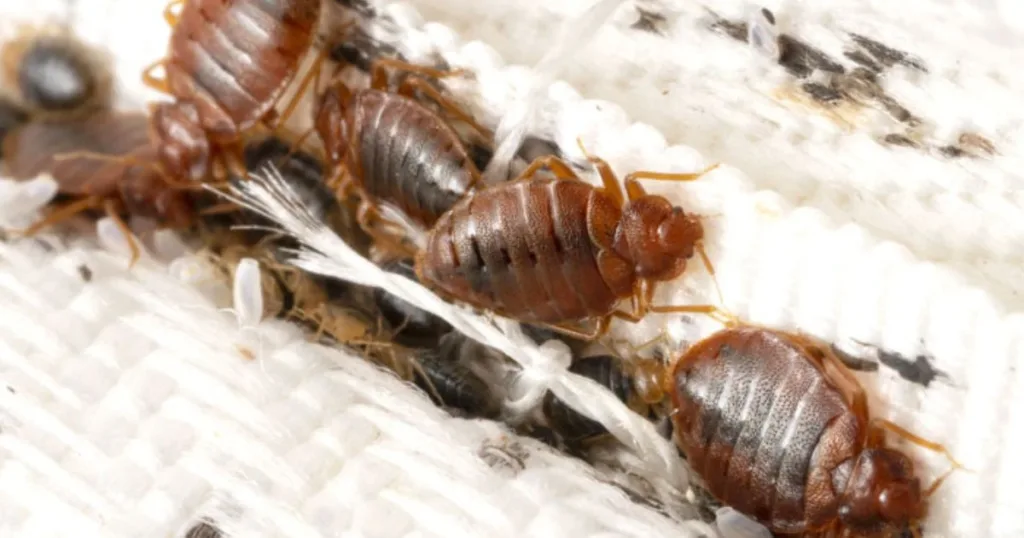 how much does pest control cost