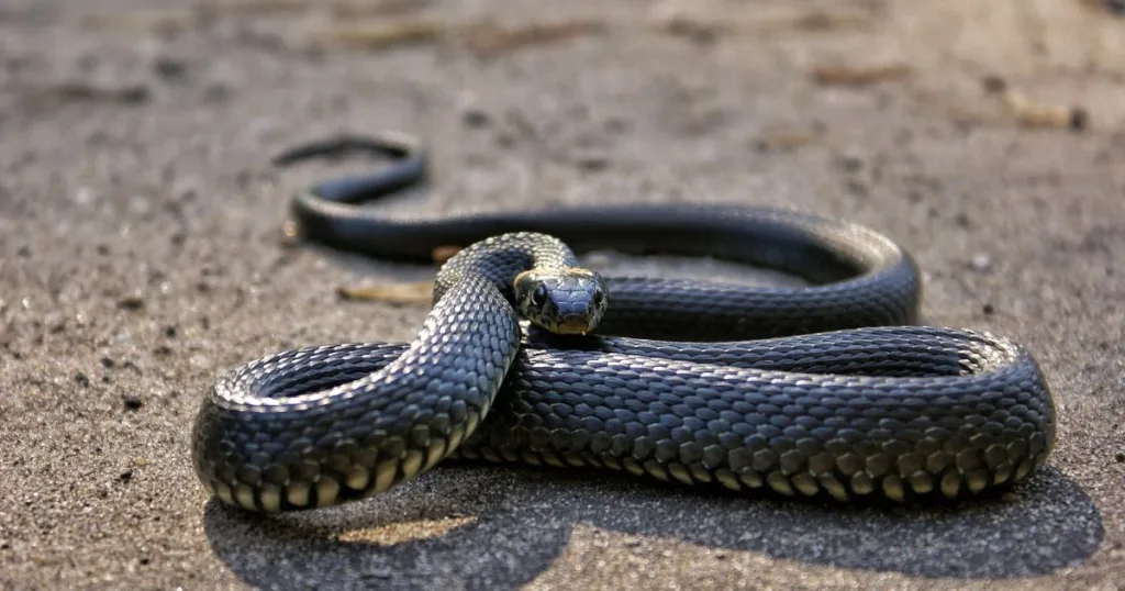 how long do snakes live
