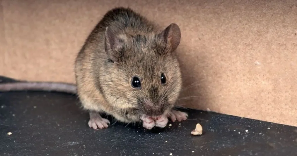 mice in walls