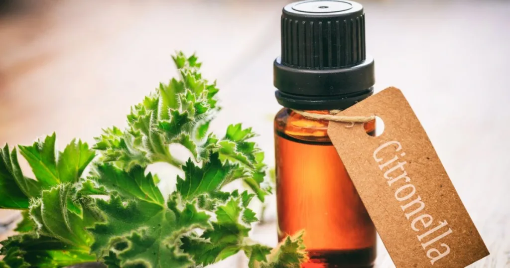 what plants does repel mosquitoes