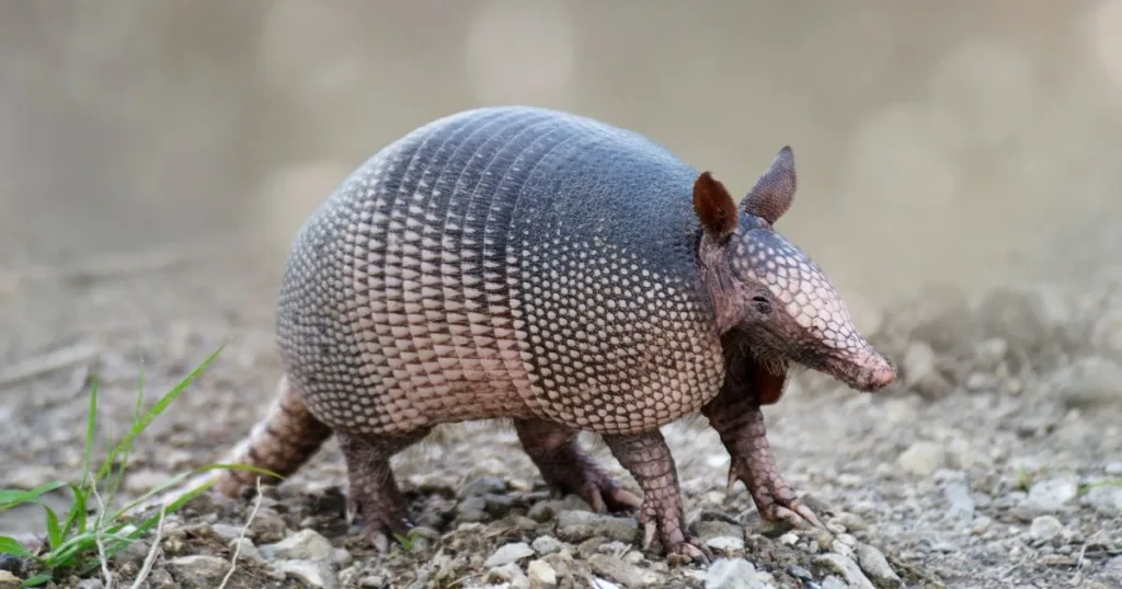 do armadillo lay eggs