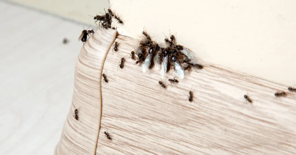 tiny ants in house