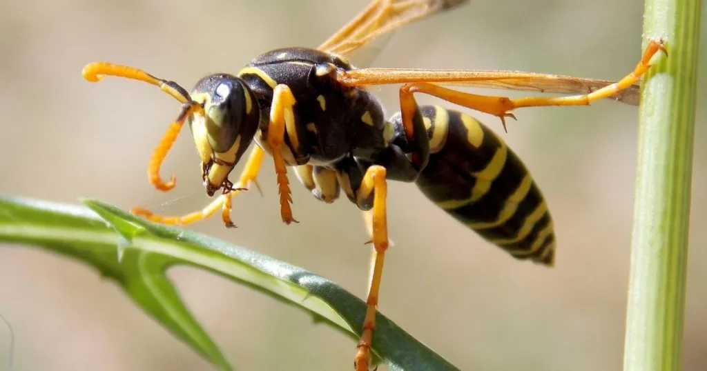 wasp vs hornet
