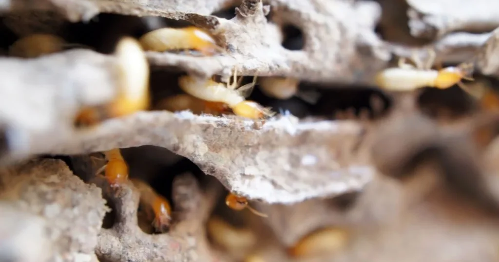 do termites bite