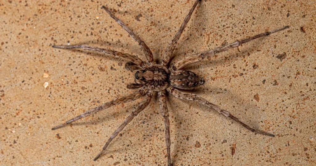 how long do wolf spiders live