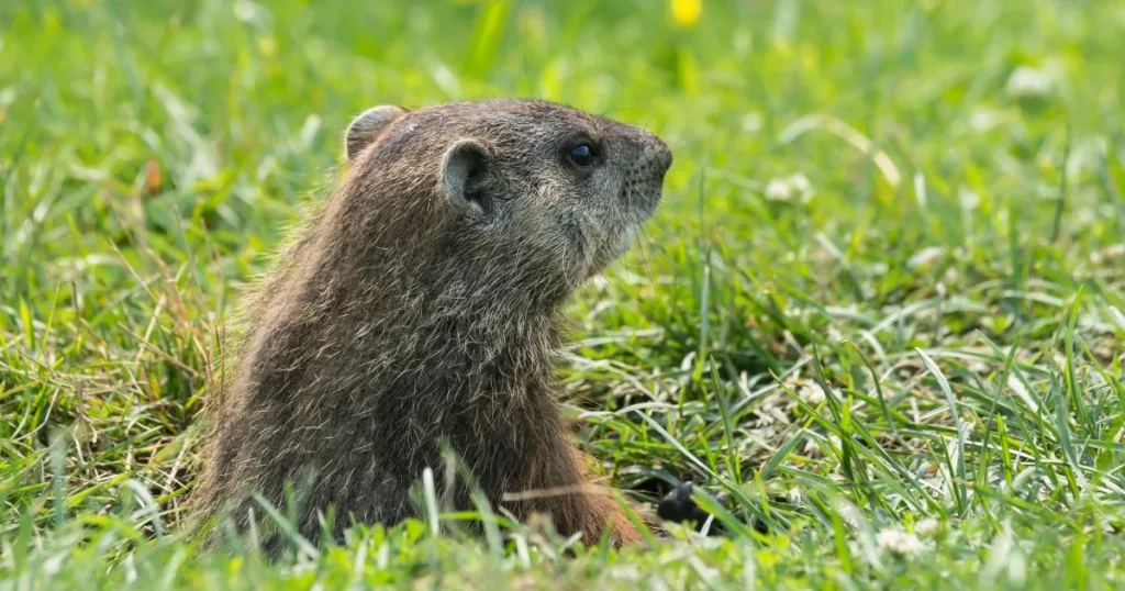 do groundhogs hibernate