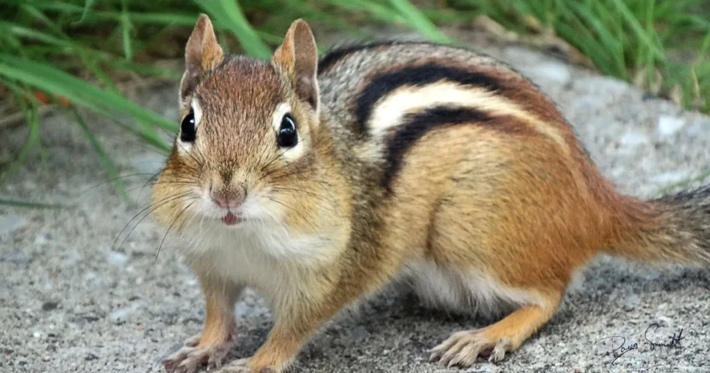 chipmunk vs squirrel