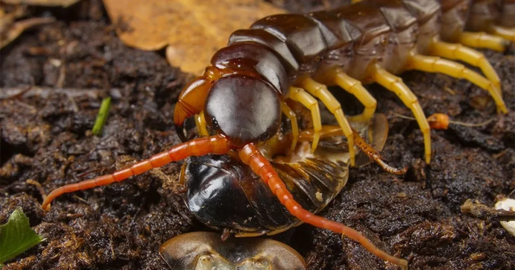 what do centipedes eat