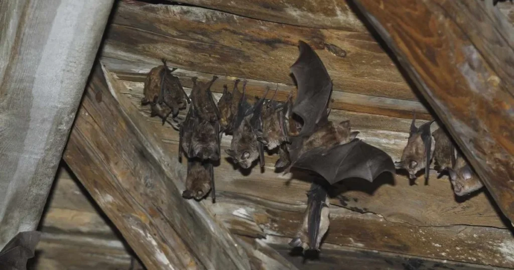 bats in attic