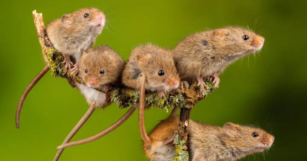 do mice have rabies