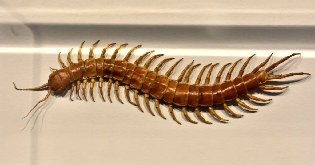 house centipede diet