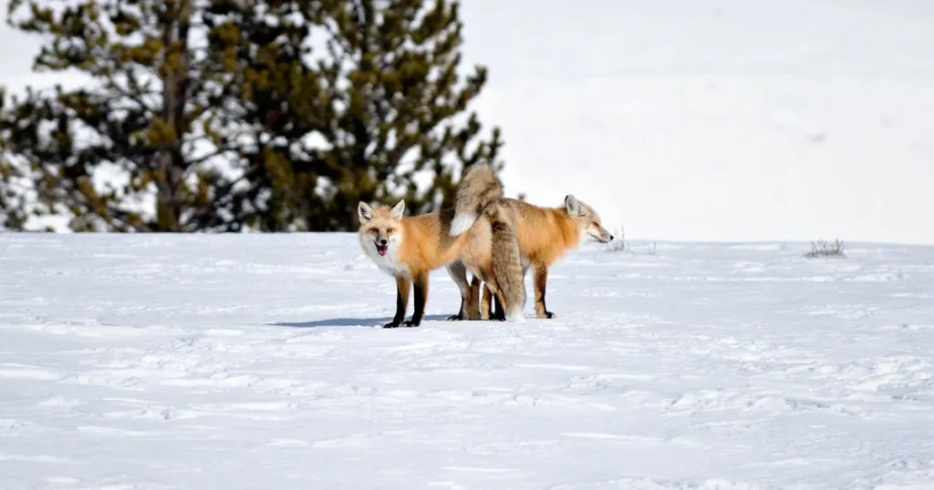 fox repellent