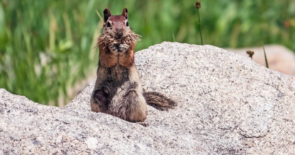 where do squirrels live