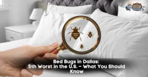 bed bug dallas