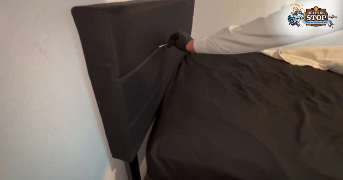 bed bug dallas