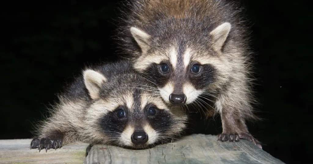 raccoon nocturnal behavior 
