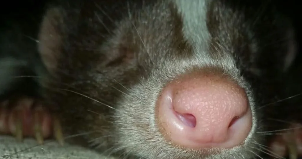 can baby skunks spray