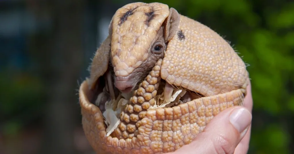do armadillos carry syphilis