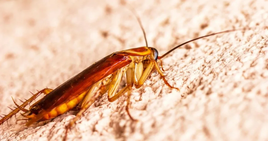 what kills cockroaches instantly
