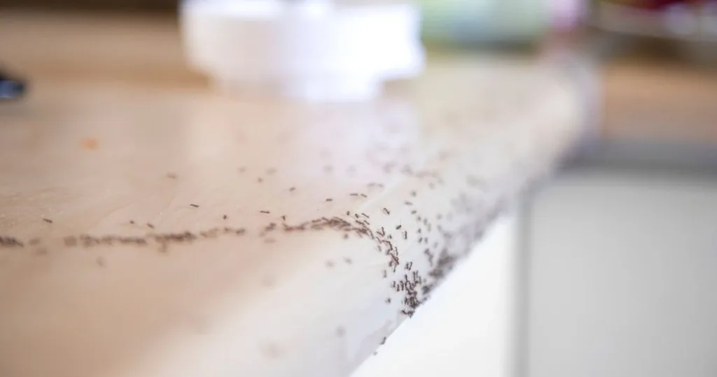 tiny ants in house