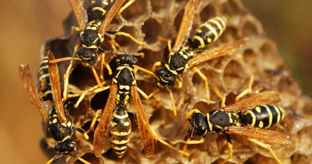 wasp vs hornet