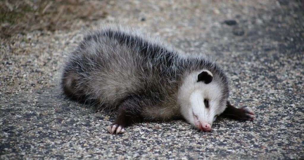 opossum defense