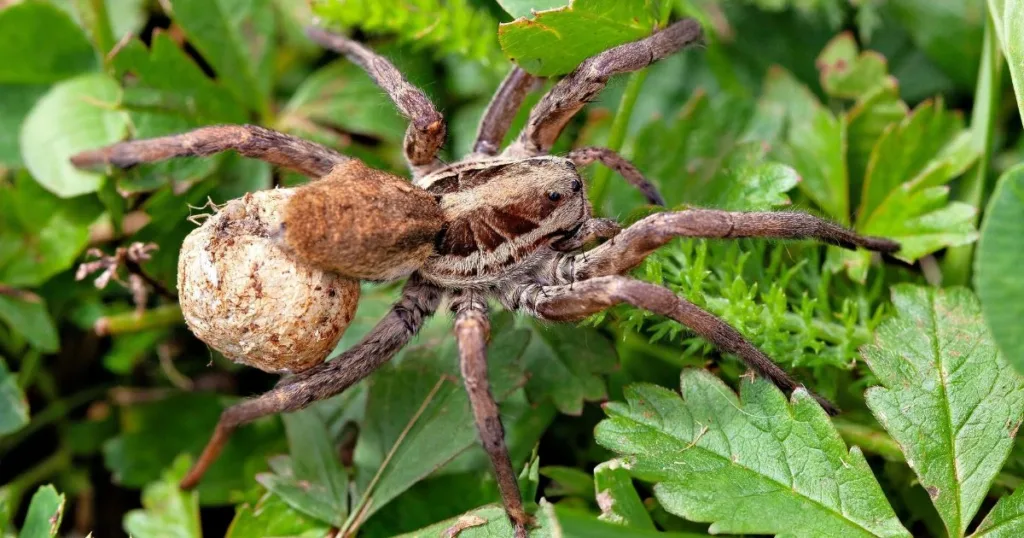 how long do wolf spiders live