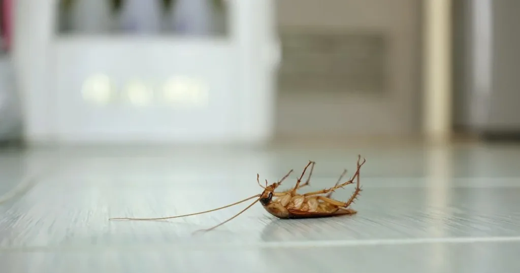 roach bombs