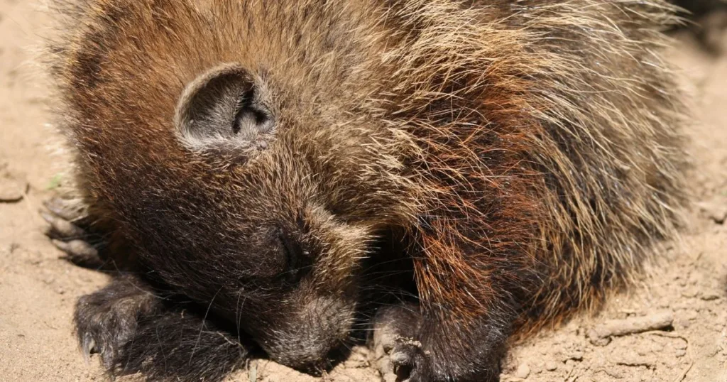 do groundhogs hibernate