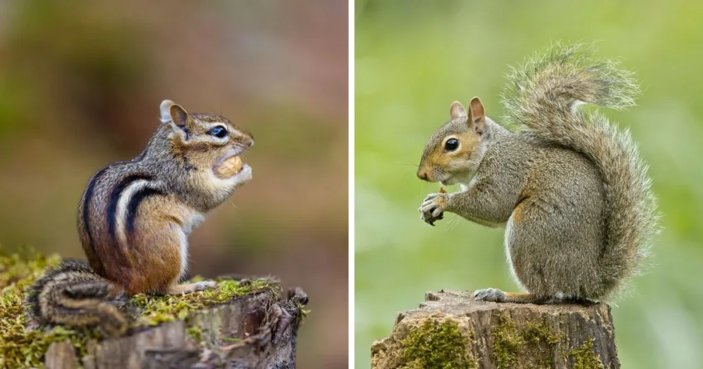 chipmunk vs squirrel