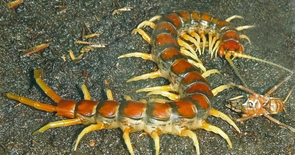 what do centipedes eat