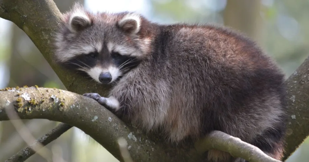 where do raccoons sleep