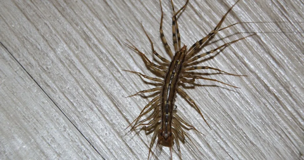 house centipede diet