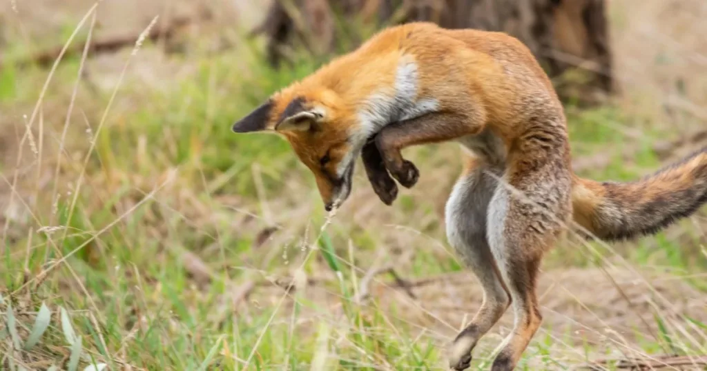fox repellent