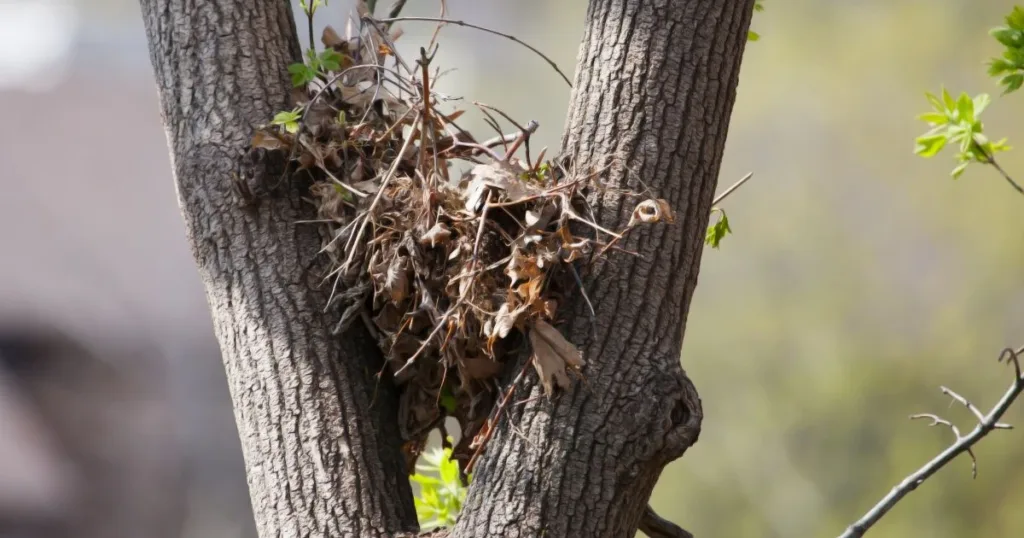 where do squirrels live