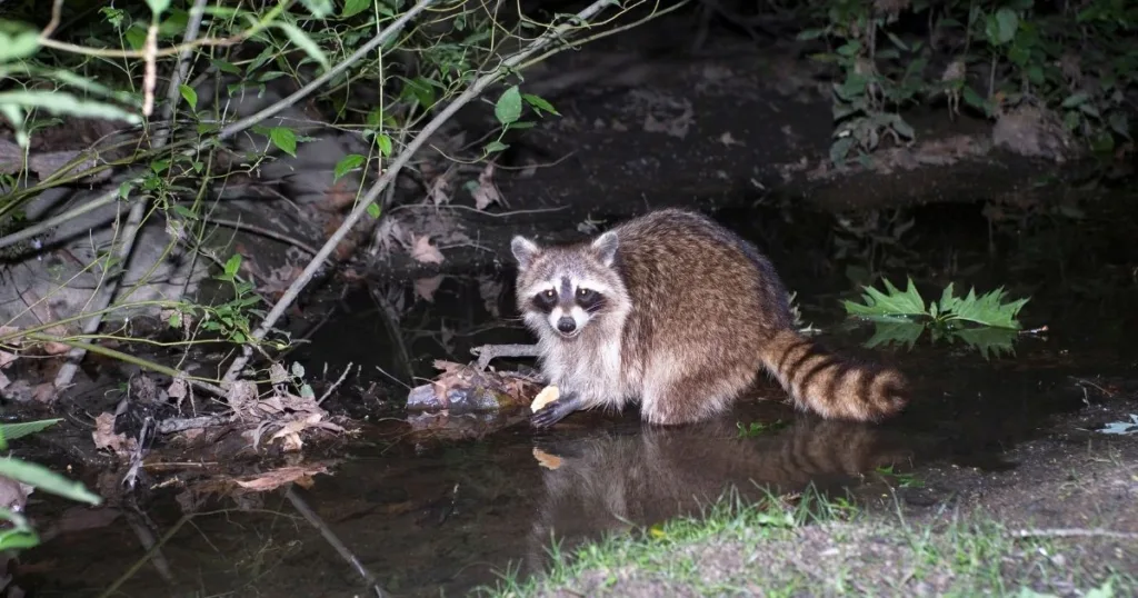 raccoon nocturnal behavior 