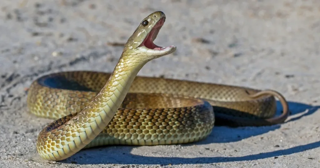 how long do snakes live