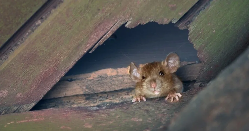 mice in walls
