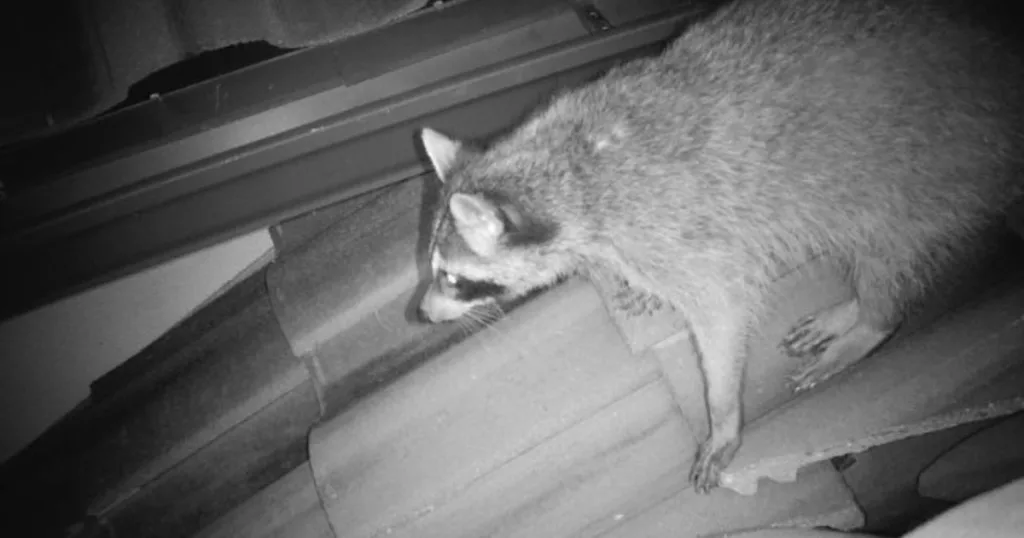 raccoon trappers