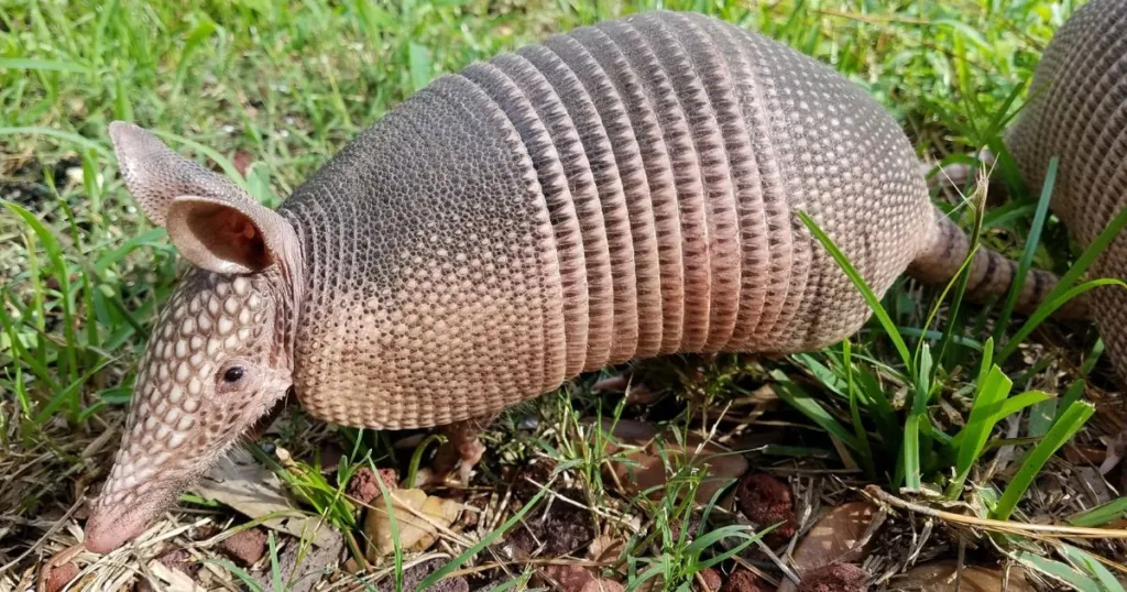 10 facts about armadillos