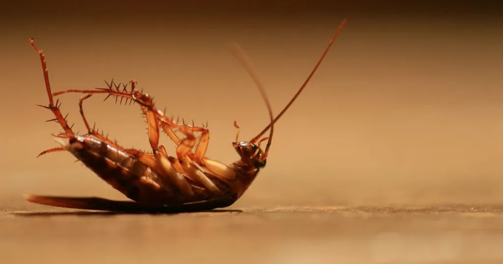 how to kill cockroaches naturally