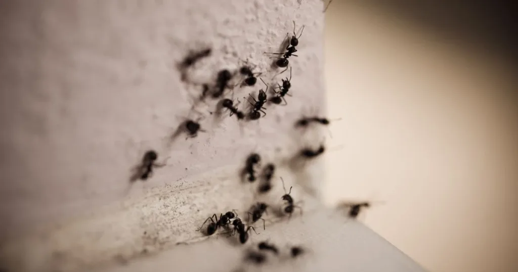 tiny ants in house
