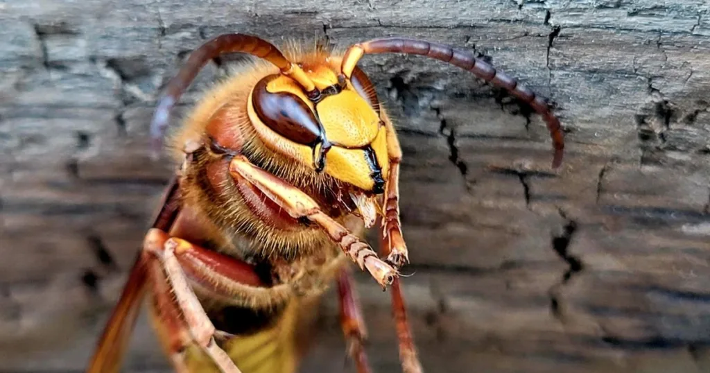 wasp vs hornet